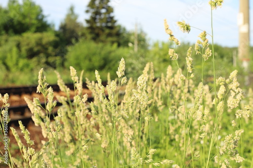 grass and flowers
