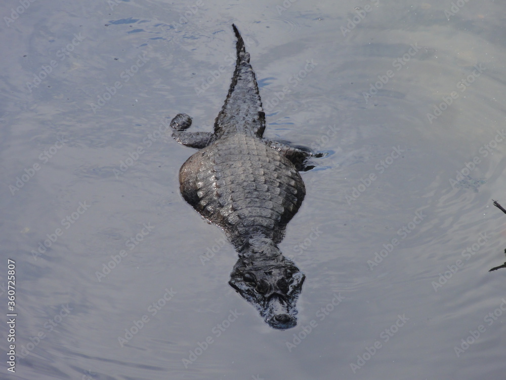 Obraz premium Alligators at Taxas Creek/Chico Mendes State Park/Rio de Janeiro/Brazil - June 27 th 2020