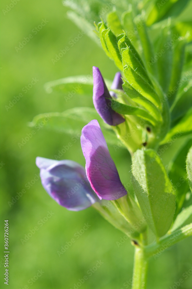 Sowing vetch (Vicia sativa) grows in the field. Sowing vetch (Vicia sativa) grows in the field.