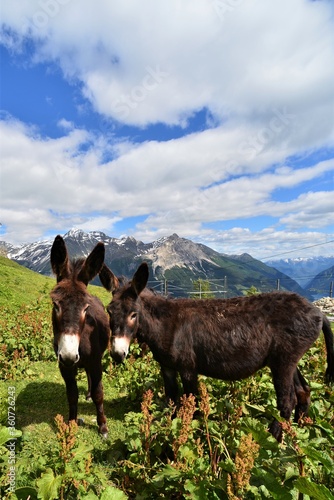 beautiful brown mule in mountain meadow with blue sky with white clouds