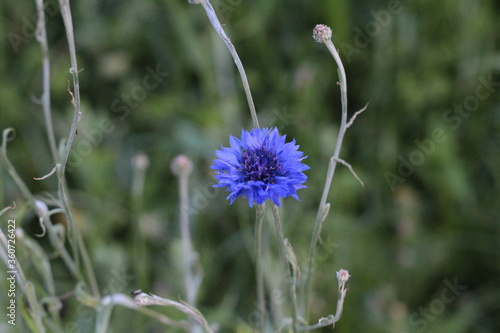 Beautiful Blue Cornflower In The Field