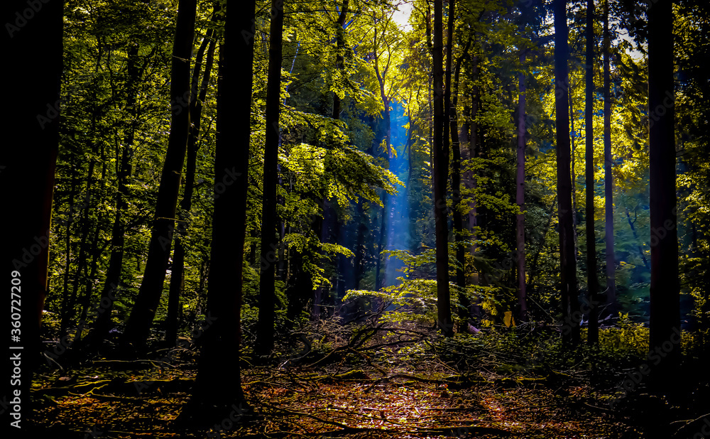 Fototapeta premium Forest sunlight spring 