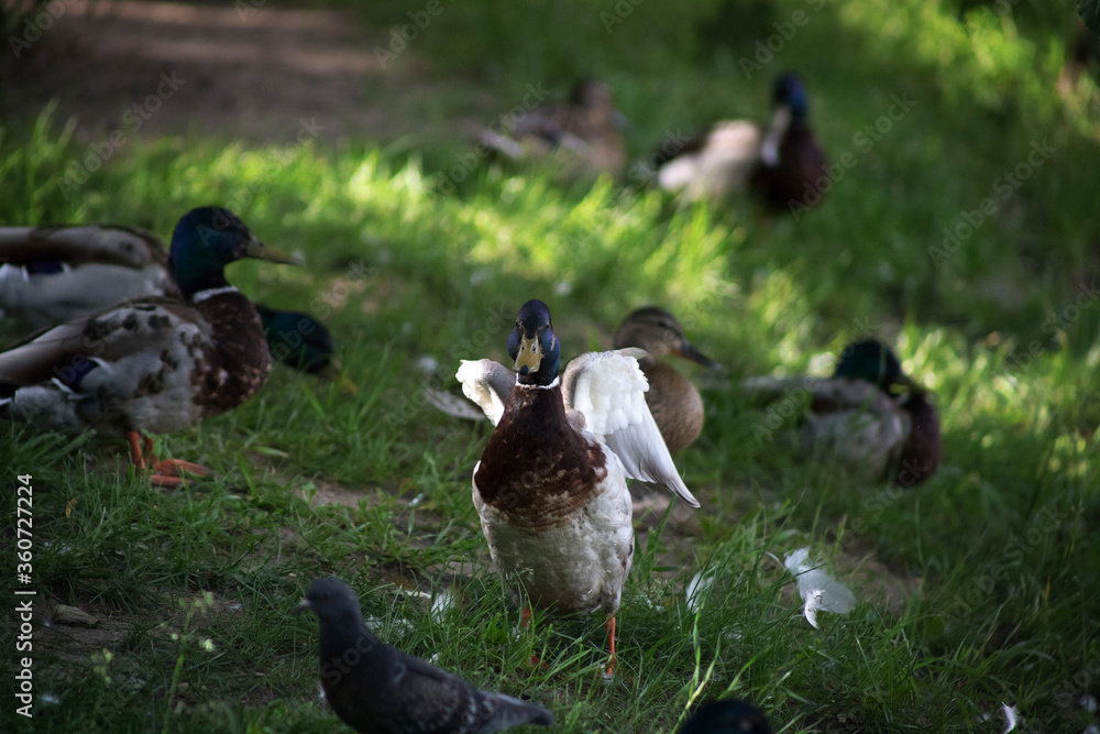 Ducks rest on the spring grass at the water's edge. Birds hide in the shade from the summer heat. Birds close-up. Ducks rest on the spring grass at the water's edge. Birds hide in the shade from the summer heat. Birds close-up.