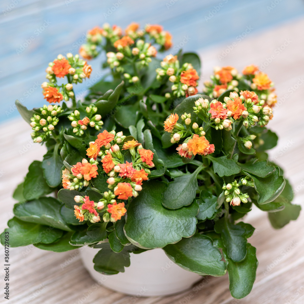 Colorful Widow's-thrill, Kalanchoe flower