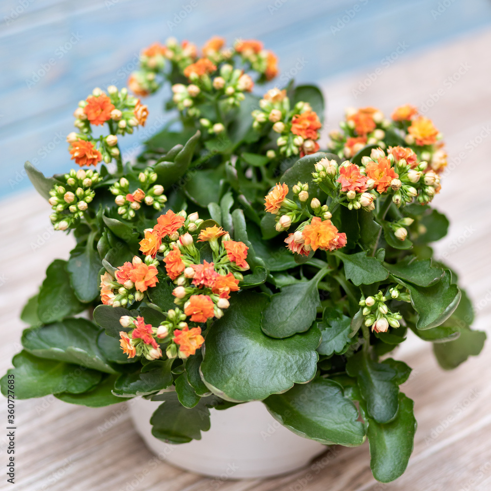 Colorful Widow's-thrill, Kalanchoe flower Colorful Widow's-thrill, Kalanchoe flower