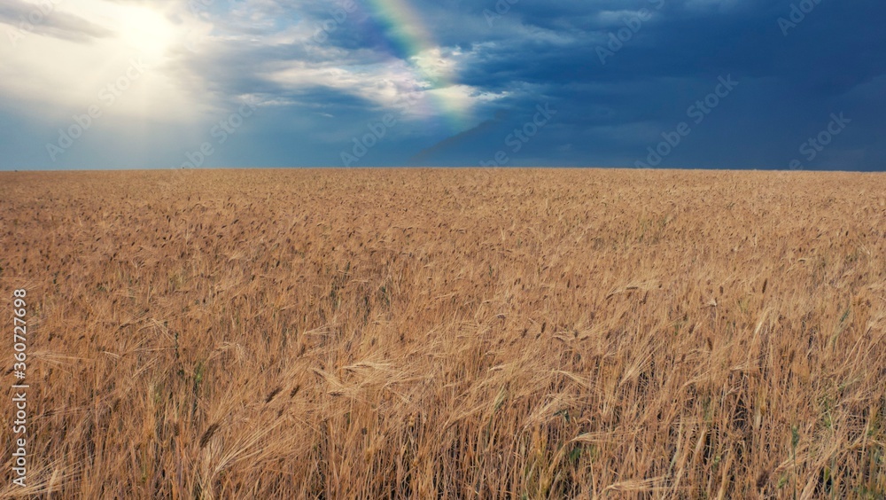 field with wheat grows on a farm