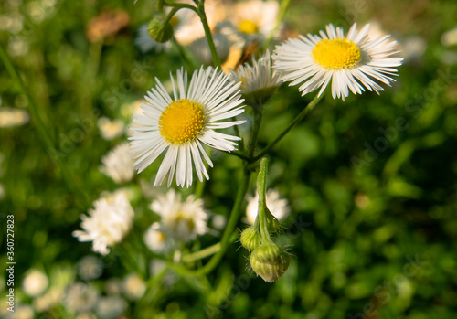 flower growing on green leaf background