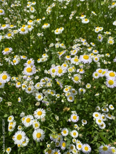 daisies in a field