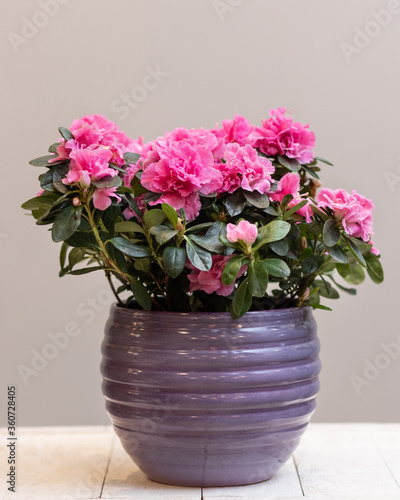 Wallpaper Mural Purple Azalea Topiary flower plant Torontodigital.ca