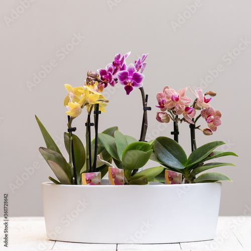 Boat orchid, cymbidium in the white pot