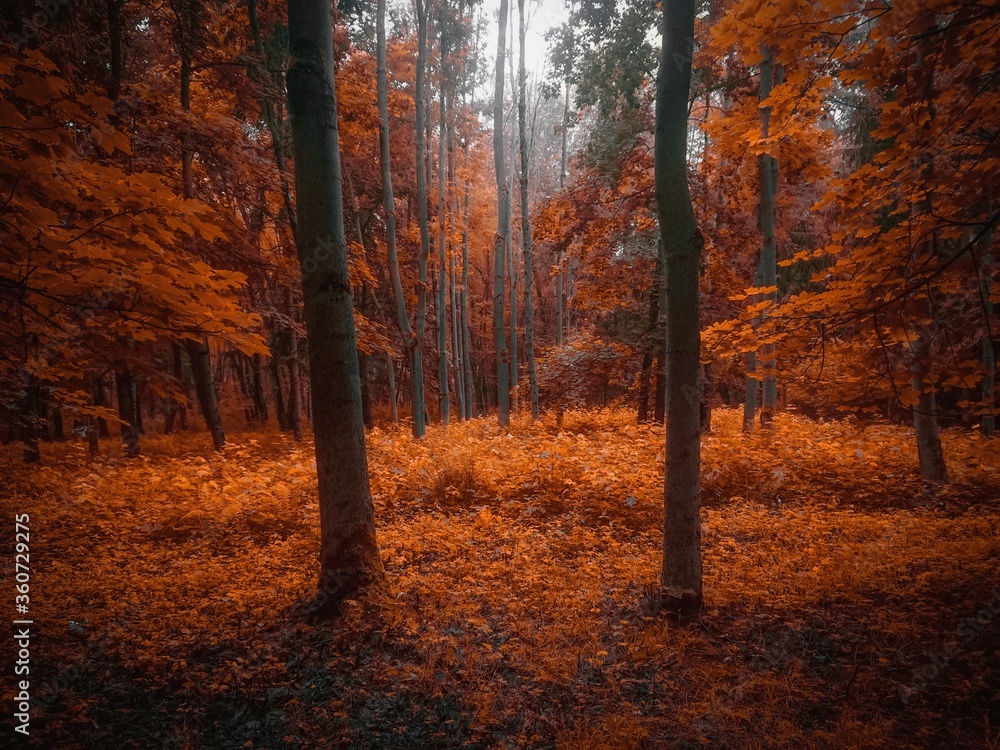 Fototapeta premium Atmospheric autumn forest in the fog. Yellow and orange leaves on the trees in the morning forest. Beautiful background.