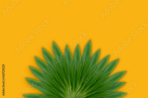green leaf on yellow background