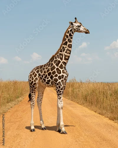 Obraz Giraffe in profile view standing on a gravel road in the 