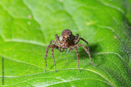 Small spider sitting on a green leaf © clusterx