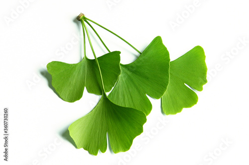 Twig with ginkgo biloba leaves isolated on a white background.