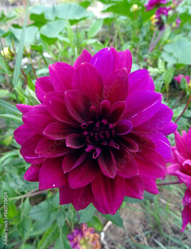 Dahlia violet