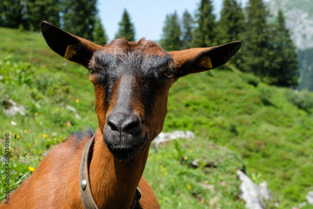 Fototapeta premium Close up from a goat in the austrian alps