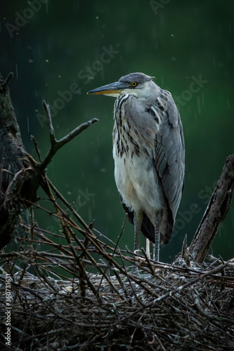 Grey heron (Ardea cinerea), with beautiful green coloured background. Colorful water bird with grey feather sitting on the nest near the river. Wildlife scene from nature, Czech Republic