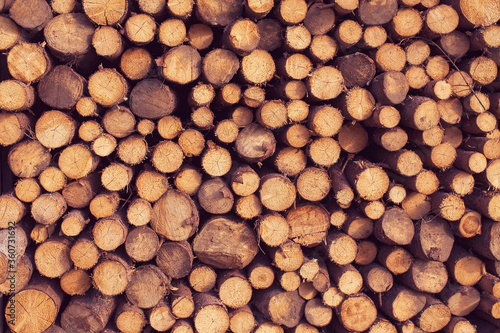 Stock of chopped firewood in the form of stumps of small diameter. Uniform wood texture.