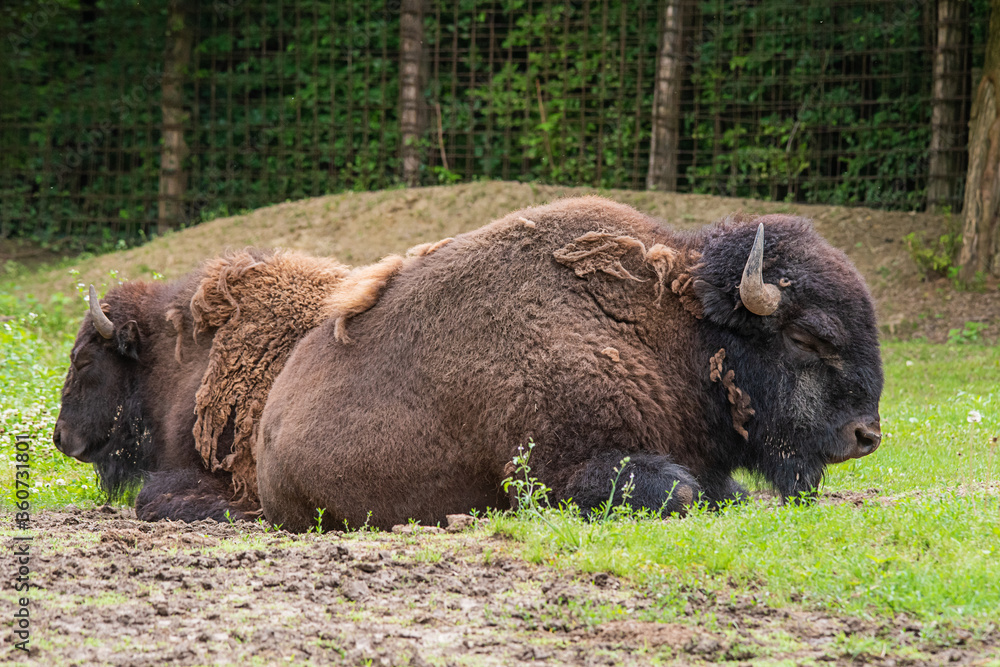 two bisons sleep in nature two bisons sleep in nature