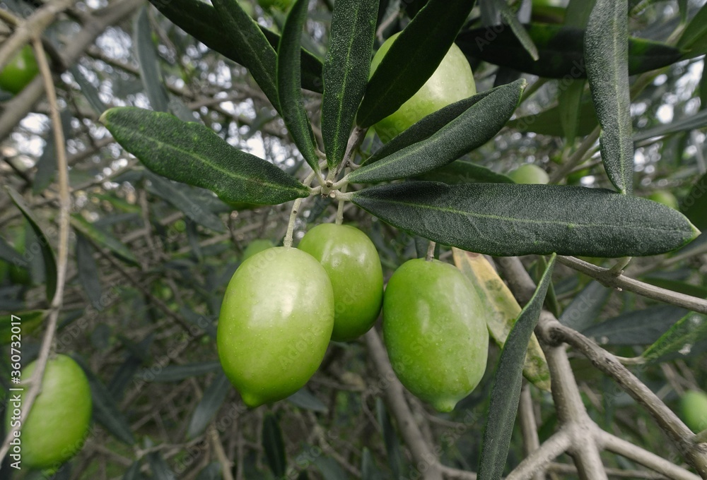 Olives on a tree Olives on a tree