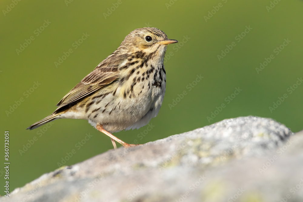 Meadow pipit (Anthus pratensis), with beautiful green coloured background. Colorful song bird with yellow feather sitting on the ground in the mountains. Wildlife scene from nature, Czech Republic Meadow pipit (Anthus pratensis), with beautiful green coloured background. Colorful song bird with yellow feather sitting on the ground in the mountains. Wildlife scene from nature, Czech Republic