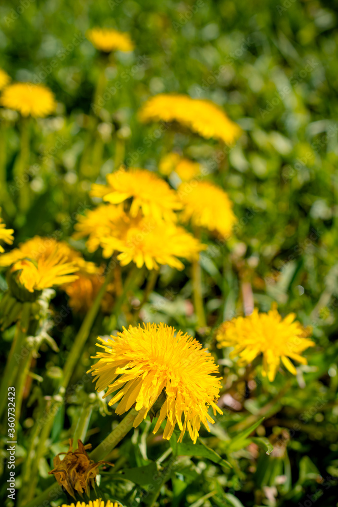 yellow dandelion close up on a blurry background yellow dandelion close up on a blurry background