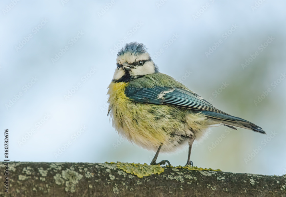 Naklejka premium Zerzauste Blaumeise auf einem Ast