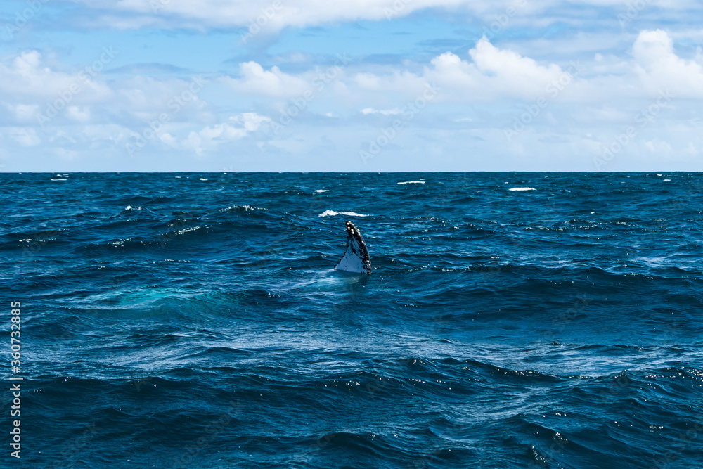 Fototapeta premium whales in the Atlantic ocean with a beautiful view