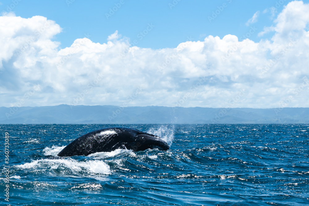 Fototapeta premium whales in the Atlantic ocean with a beautiful view