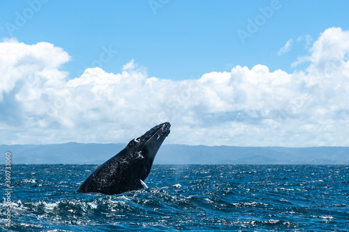 whales in the Atlantic ocean with a beautiful view