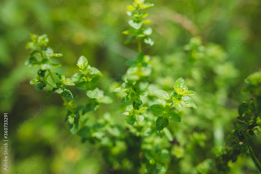 Oregano herb growing in the garden Oregano herb growing in the garden