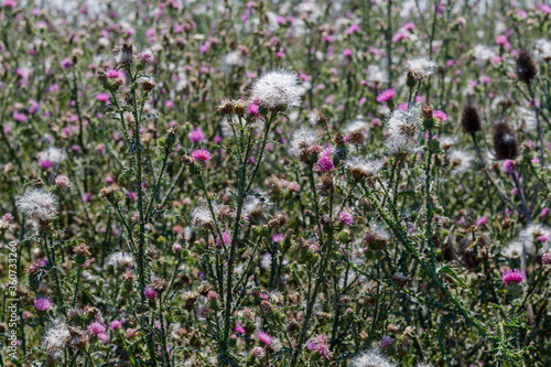 White Wild Flowers in The Field