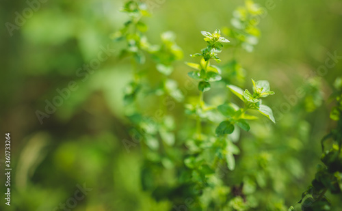 Oregano herb growing in the garden