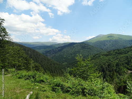 forest in the mountains