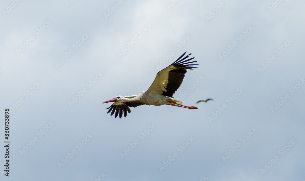 White stork (Ciconia ciconia) flying with spread wings with a tree and the blue sky in the background White stork (Ciconia ciconia) flying with spread wings with a tree and the blue sky in the background