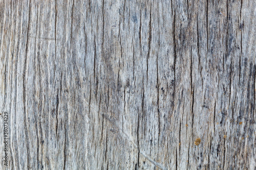 Old Weathered Cracked Grayish Wood Texture Useful For Backgrounds and Overlays