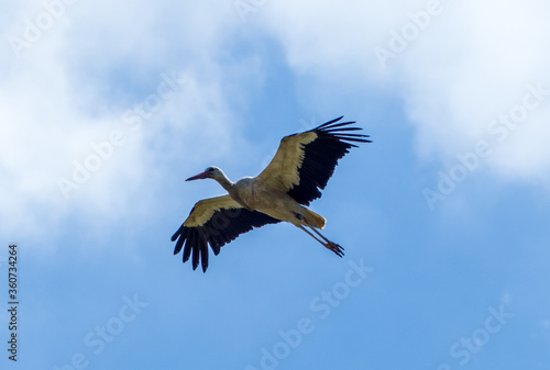 White stork  (Ciconia ciconia) flying with spread wings with a tree and the blue sky in the background © Tobias