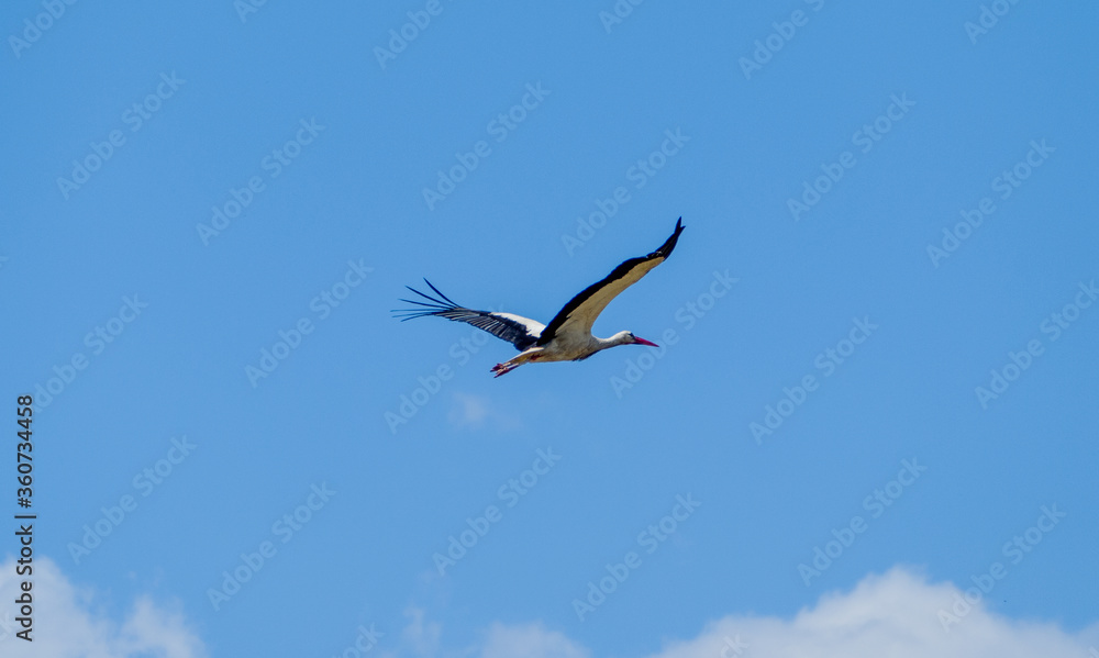 White stork (Ciconia ciconia) flying with spread wings with a tree and the blue sky in the background White stork (Ciconia ciconia) flying with spread wings with a tree and the blue sky in the background