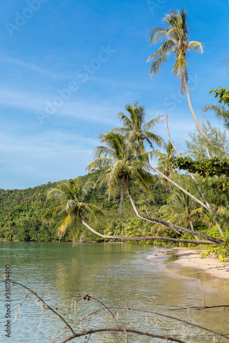 palm trees on the beach, Koh Mak beach, Koh Mak Island , Thailand.