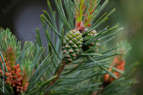 pine needles and cones