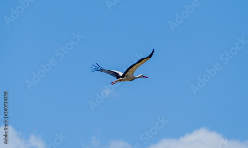 White stork (Ciconia ciconia) flying with spread wings with a tree and the blue sky in the background