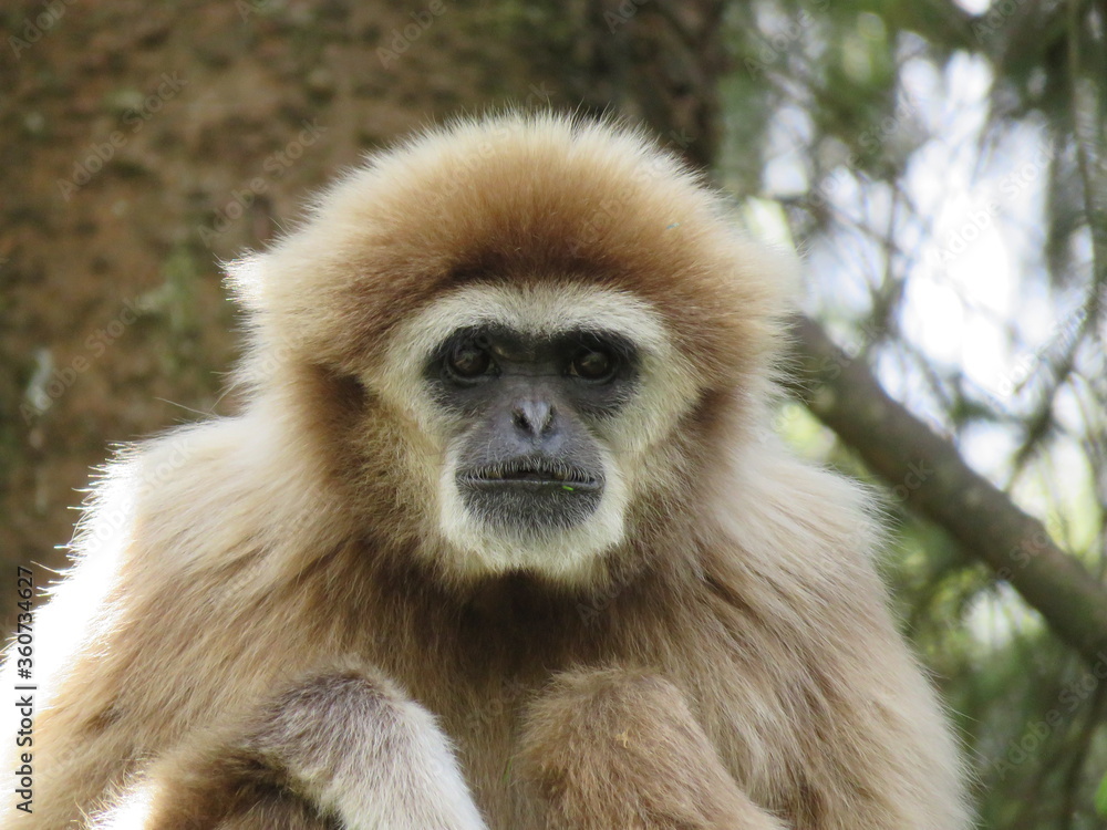 Fototapeta premium Gibbon