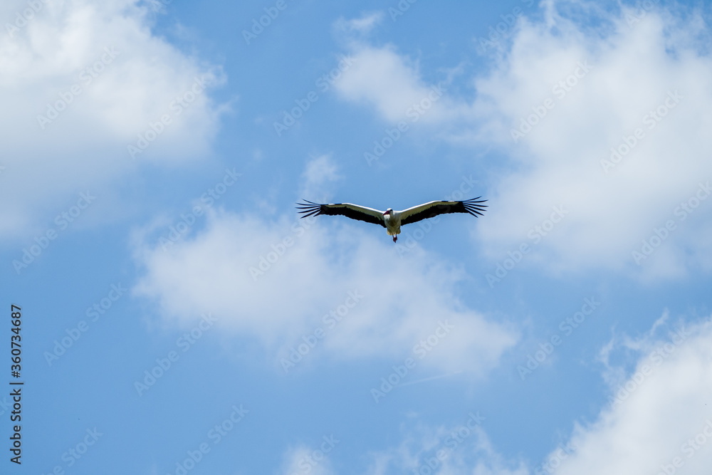 Fototapeta premium White stork (Ciconia ciconia) flying with spread wings with a tree and the blue sky in the background