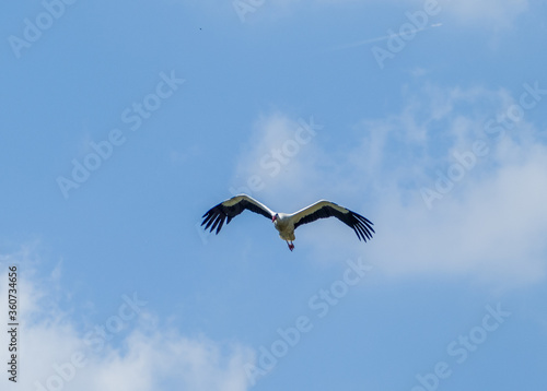 White stork   Ciconia ciconia  flying with spread wings with a tree and the blue sky in the background