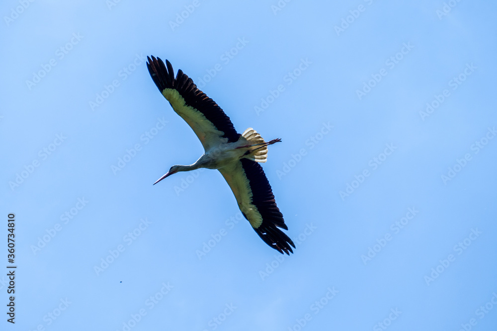 Obraz premium White stork (Ciconia ciconia) flying with spread wings with a tree and the blue sky in the background