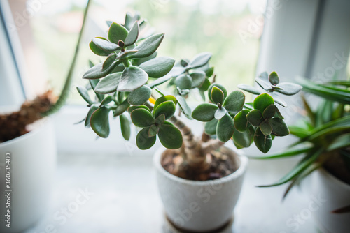 houseplant Crassula ovata jade plant money tree in white pot photo