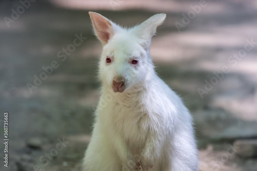 Albino Wallaby Joey, Notamacropus, portrait in soft light copy space © rabbitti