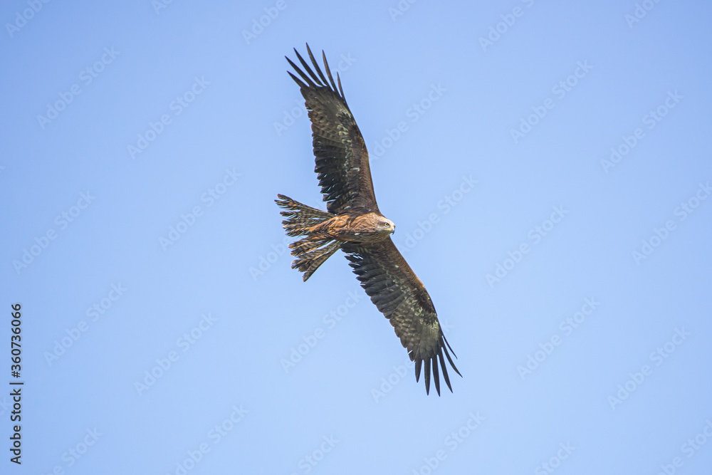 Fototapeta premium black kite against the blue sky