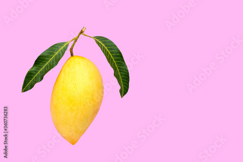 Yellow mango on pink background.